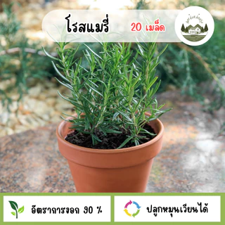 เมล็ดพันธุ์โรสแมรี่ 10 เมล็ด
