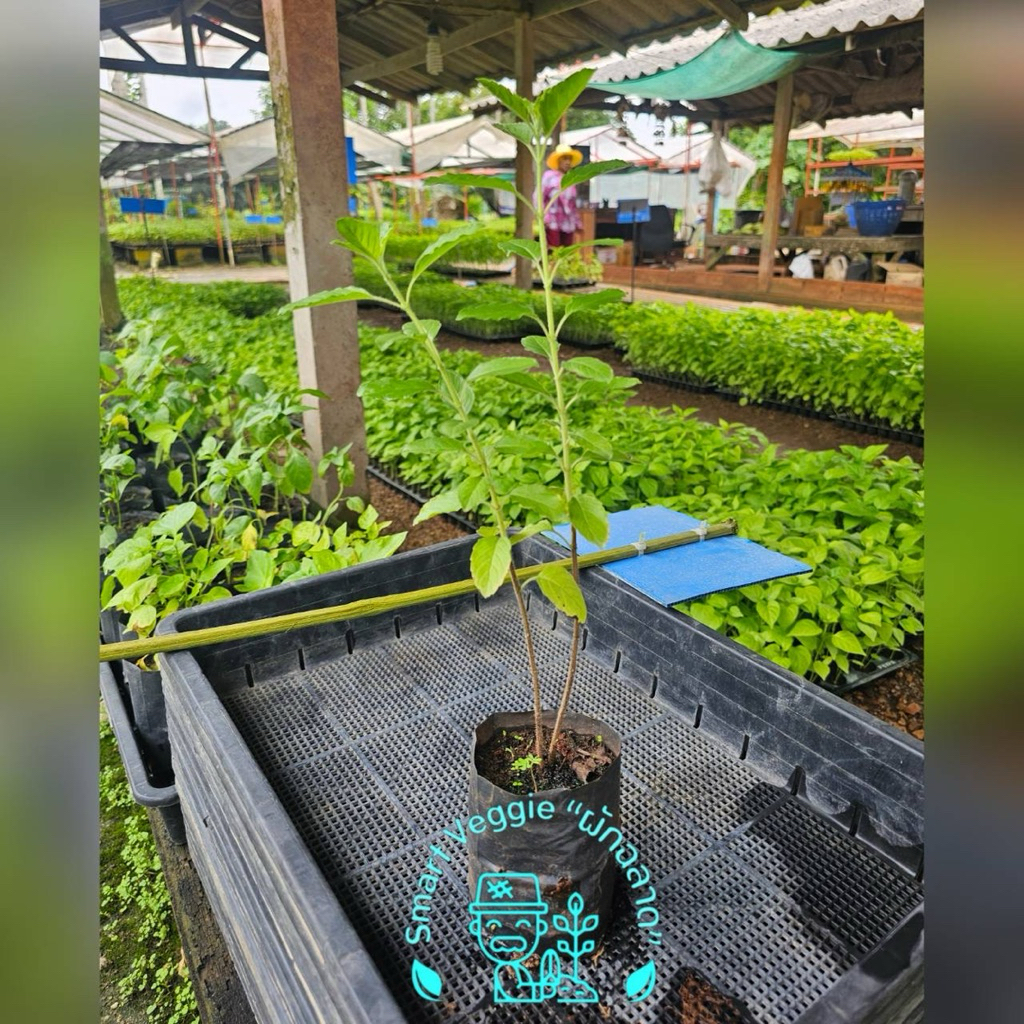 🌱 ต้นกล้าใบกะเพรา สด แข็งแรง พร้อมปลูก 🌱