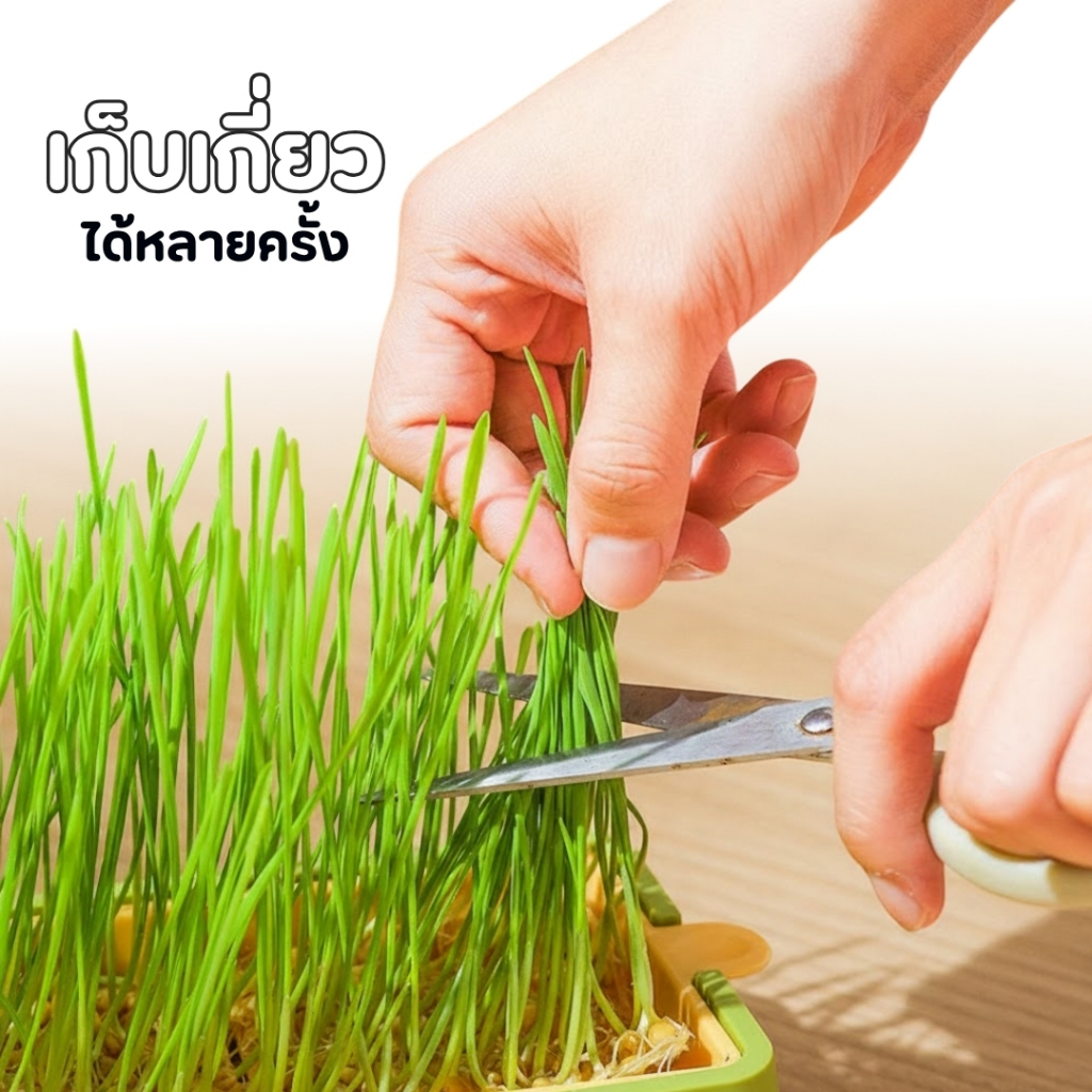 [PetParadise.th] ชุดปลูกต้นอ่อนข้าวสาลี ถาดปลูกหญ้าแมว ข้าวสาลีแมว ปลูกง่าย ไม่ใช้ดิน หญ้าแมว ออร์แกนิค ราคา ถูกที่สุด ดีลบีเคเค แกลเลอรีภาพที่ 8