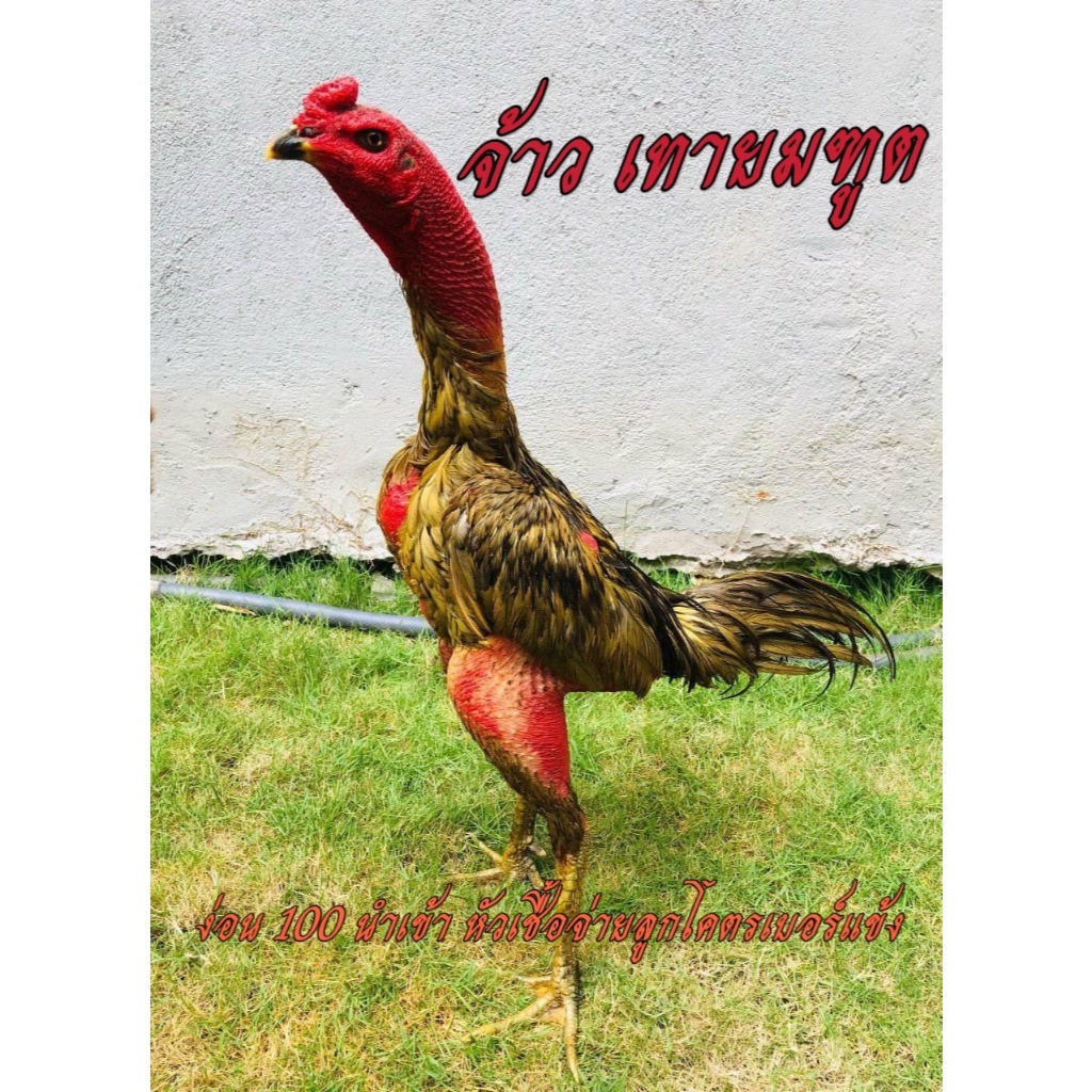 ไข่เชื้อไก่ชน ง่อน100 นำเข้า สายเบอร์แข้ง รับประกันเชื้อ ฟักออกจริง ส่งด่วนทั่วประเทศ