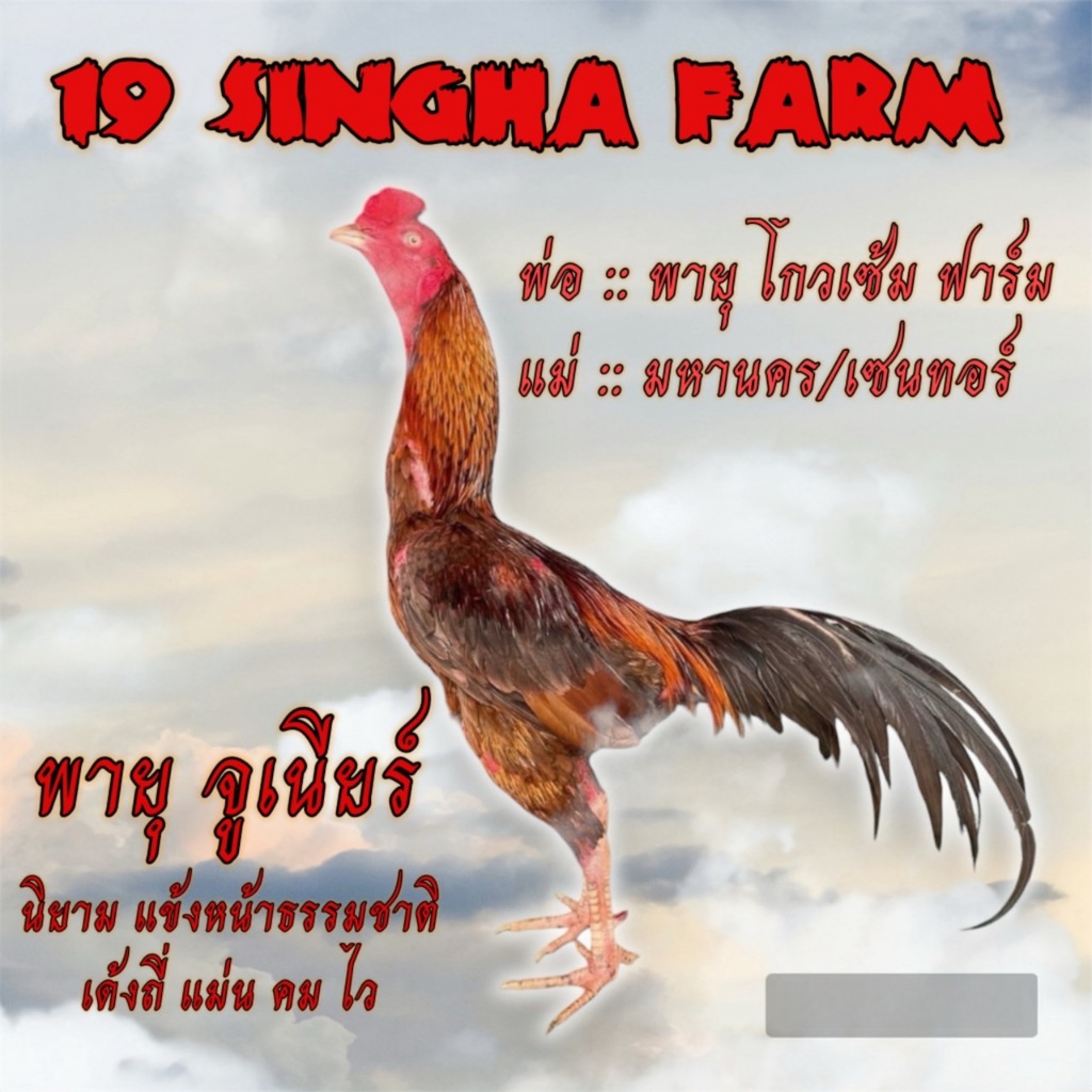 ไข่เชื้อไก่ชน ลูกพายุ โกวเซ้มฟาร์ม แข้งหน้าธรรมชาติ รับประกันเชื้อ ส่งด่วนทั่วประเทศ!
