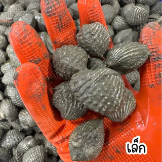 ‼️หอยแครงสดไซส์จัมโบ้+ฟรีน้ำจิ้มซีฟู้ด‼️หอยแครงสดจากบ่อ🐚 สด สะอาด พร้อมส่งทั่วไทย🛺