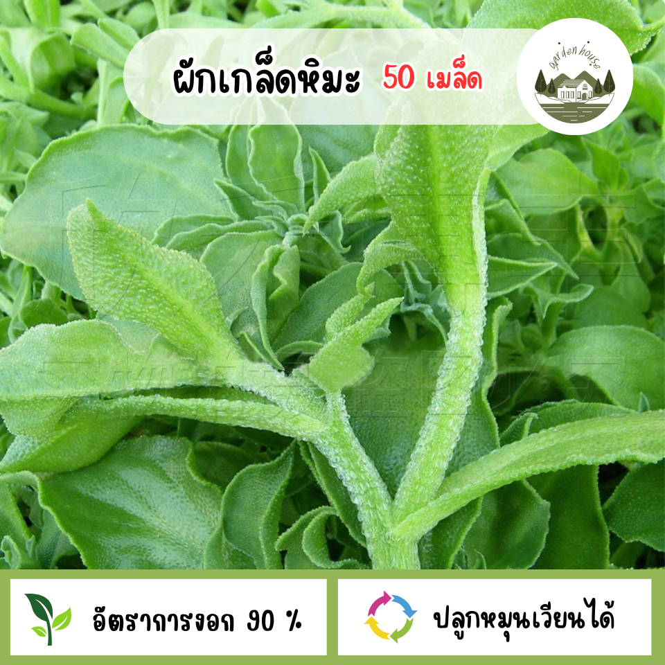 เมล็ดพันธุ์ผักเกล็ดหิมะ 50 เมล็ด