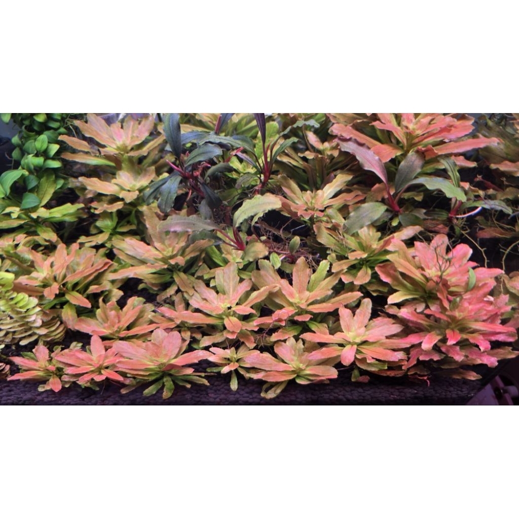 ludwigia pilosa ลัดวิเจีย ปิโลซ่า