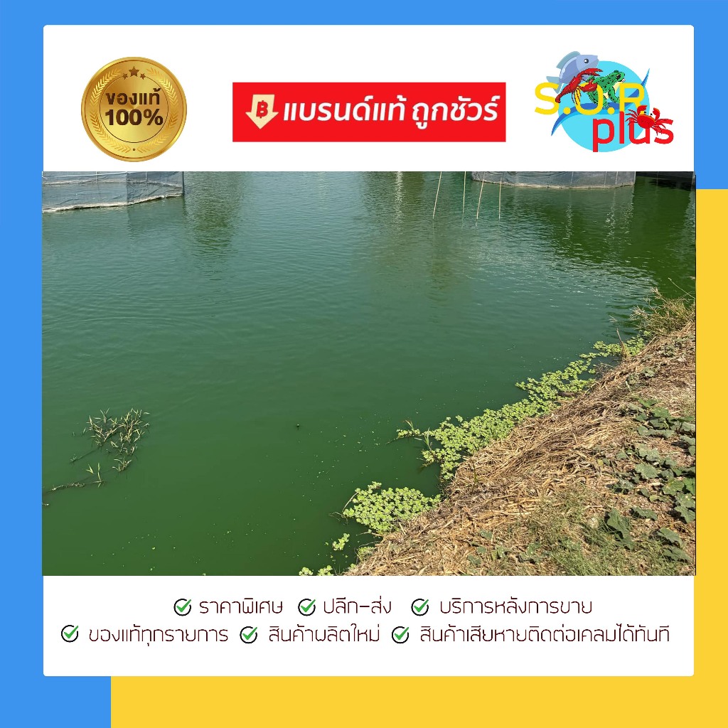 Bio 4A ไบโอ4เอ เพื่อสร้างแพลงก์ตอน กระตุ้นพื้นบ่อให้ฟื้นตัว สร้างแหล่งอาหารธรรมชาติ ไรแดง สร้างน้ำสีเขียวธรรมชาติ - รูปที่ 2