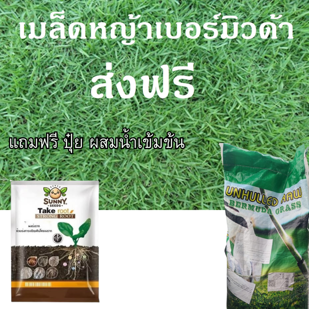 เมล็ดหญ้าสนาม หญ้าเบอร์มิวด้า 500 - 1000 กรัม แถมฟรี ปุ๋ยผสมน้ำเข้มข้น USA เกรด