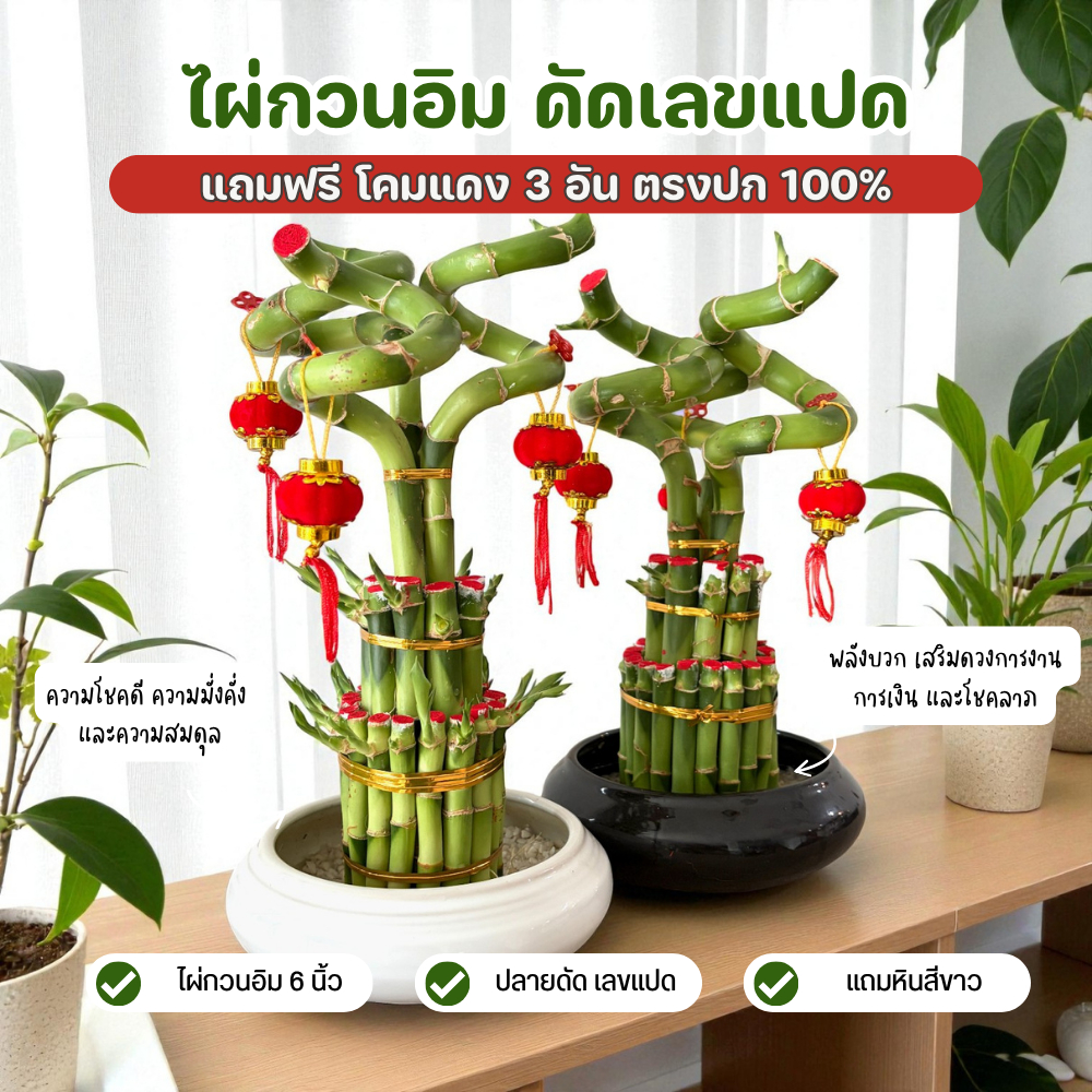 ไผ่กวนอิม ประดับโคมแดง ปลายดัดเป็นรูปเลข 8 – ต้นไม้มงคลเสริมโชคลาภ เรียกทรัพย์ ความรุ่งเรือง