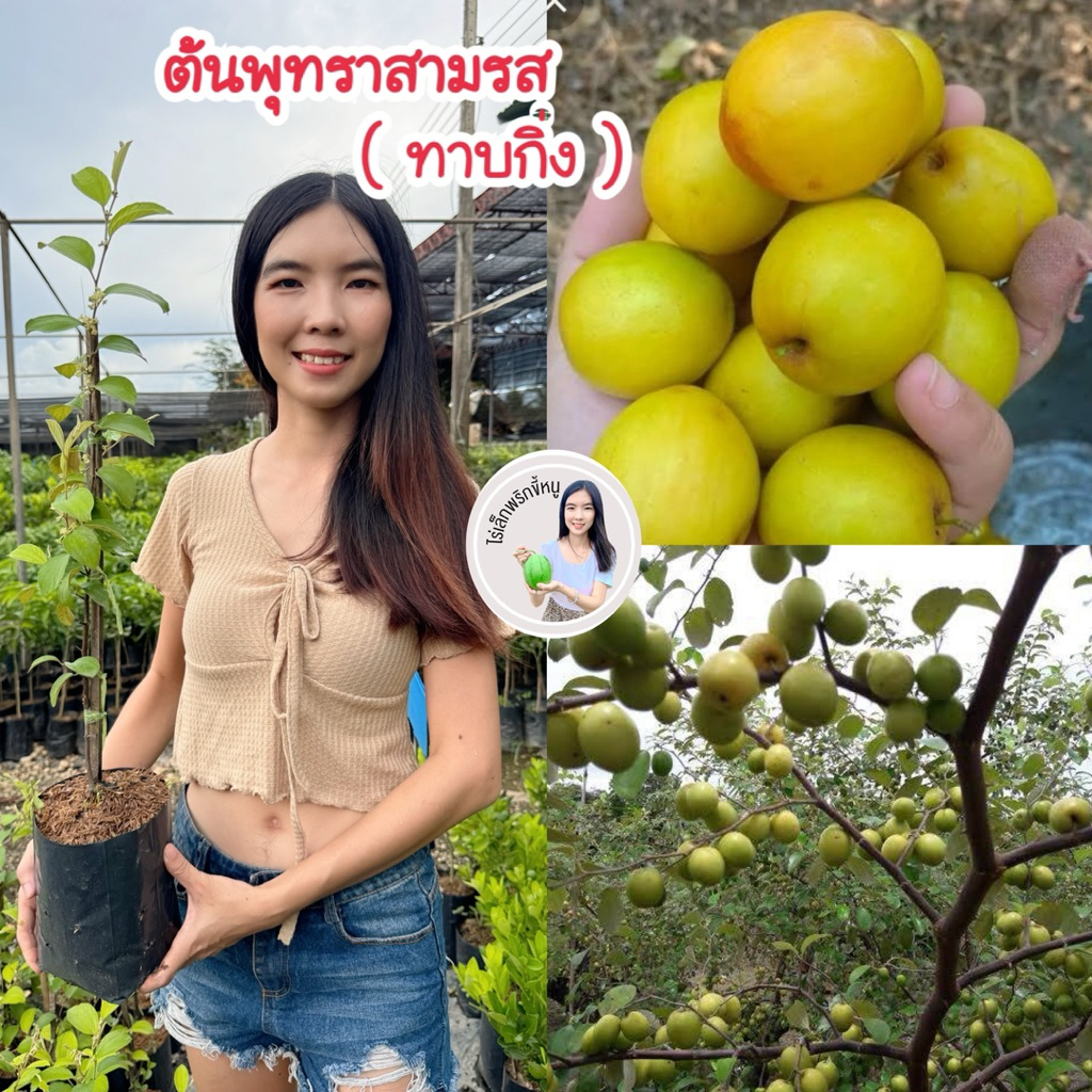 #ต้นพุทราสามรส (ทาบกิ่ง) สูงราว40-50 เซน