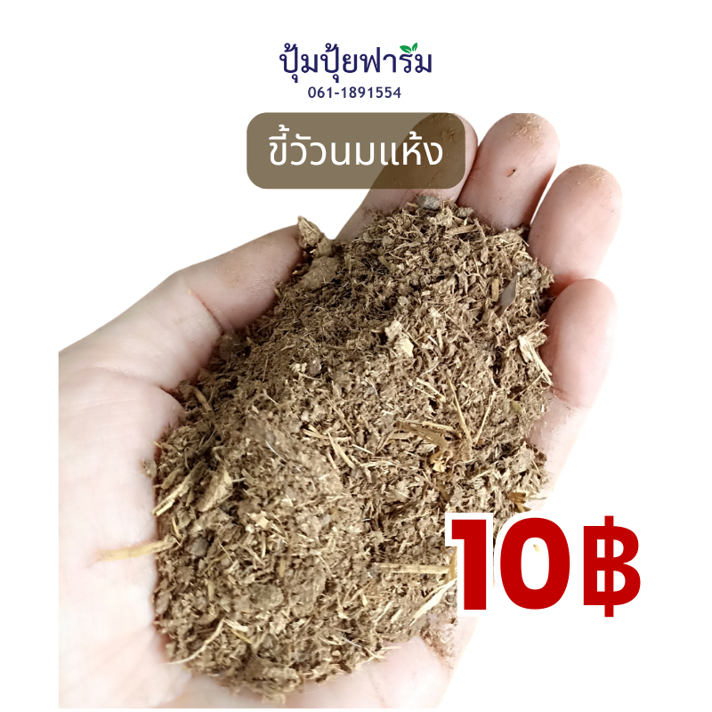 มูลวัวนม ขี้วัวนม ตากแห้ง 900-950 กรัม. Diary cow dung 100% sun-dried