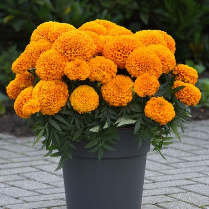 เมล็ดพันธุ์ ดอกดาวเรืองคละสี 150 เมล็ด Mixed Marigold Flower Seed เมล็ดพันธุ์แท้100% นำเข้าจากต่างประเทศ ดอกไม้ ถูก ดี