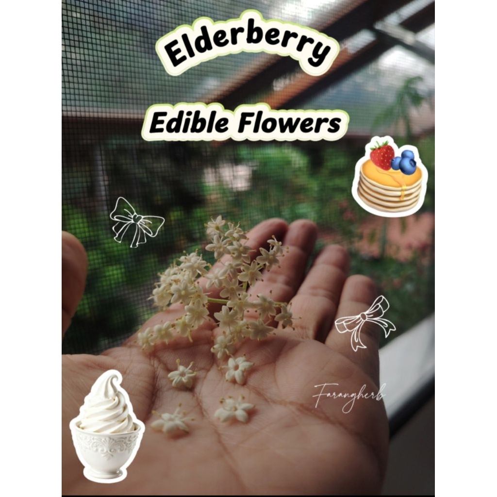 ต้นพันธุ์ Elderberry ของแท้100% นำเข้าจากอเมริกา  ปลูกให้ดอกแล้วในกทม. ไซส์ 2 350บาท