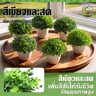 พืชประดิษฐ์ 6 แบบ ต้นไม้ปลอมเดสก์ท็อปเครื่องประดับ กระถาง+ต้นไม้ มีให้เลือกมากมายหลายแบบ ของตกแต่งบ้านและสำนักงาน