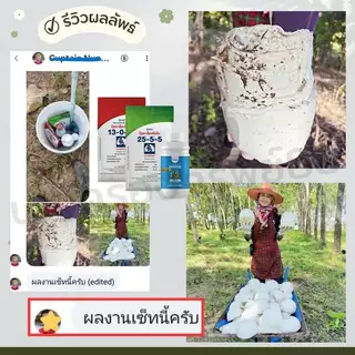 เซตเร่งน้ำยาง บำรุงหน้ายาง ช่วยฟื้นต้น สร้างเปลือกใหม่ได้เร็ว เปลือกนิ่ม กรีดง่าย เพิ่มปริมาณน้ำยาง