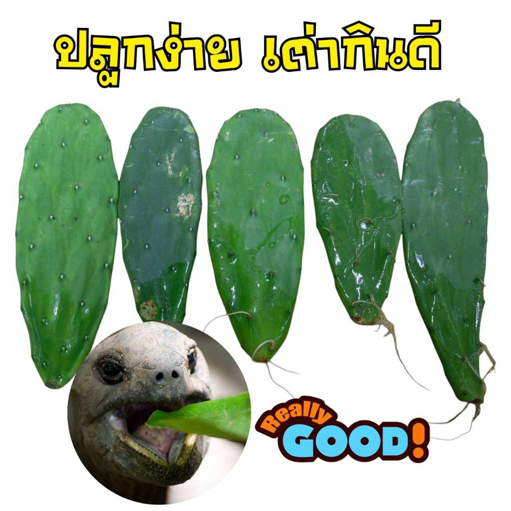 ใบเสมาตัดสด แคคตัส อาหารเต่าซูคาต้า หนอนยักษ์ หนอนนก ราคาใบละ30บาท