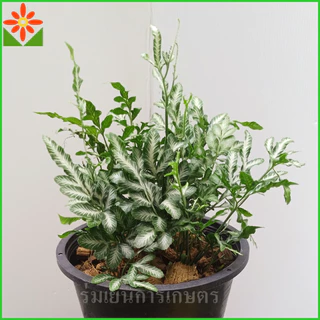 เฟิร์นเงิน กระถาง5.5นิ้ว ต้นเฟิร์นเงิน ต้นเฟิร์นใบเงิน ต้นเล็กน่ารัก ประดับโต๊ะทำงาน ออฟฟิส ส่งทั้งกระถาง