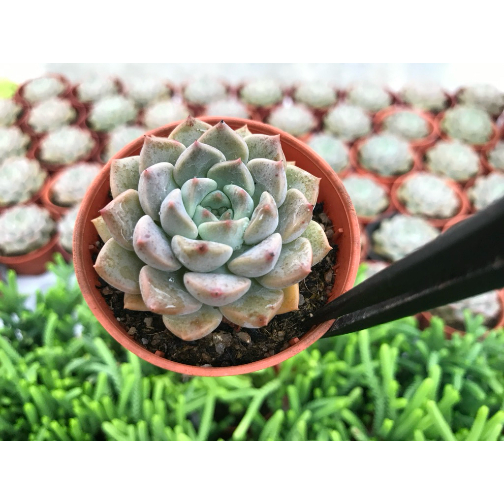 Echveria jingle bell