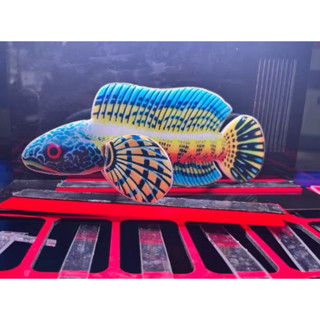 โมเดลตกแต่งตู้ปลา ปลาช่อนปลากั้ง  ใช้ตกแต่งตู้ปลาเพื่อความสว…