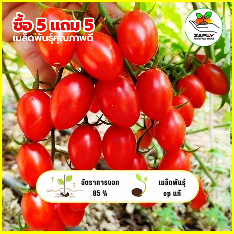 200 เมล็ด [ซื้อ 5 แถม 5 ฟร]เมล็ดพันธุ์ มะเขือเทศราชินี มะเขือเทศ เชอรี่ สีแดง ทานสด ตัวเลือก  งอกดี ปลูกง่าย โตไว ผล
