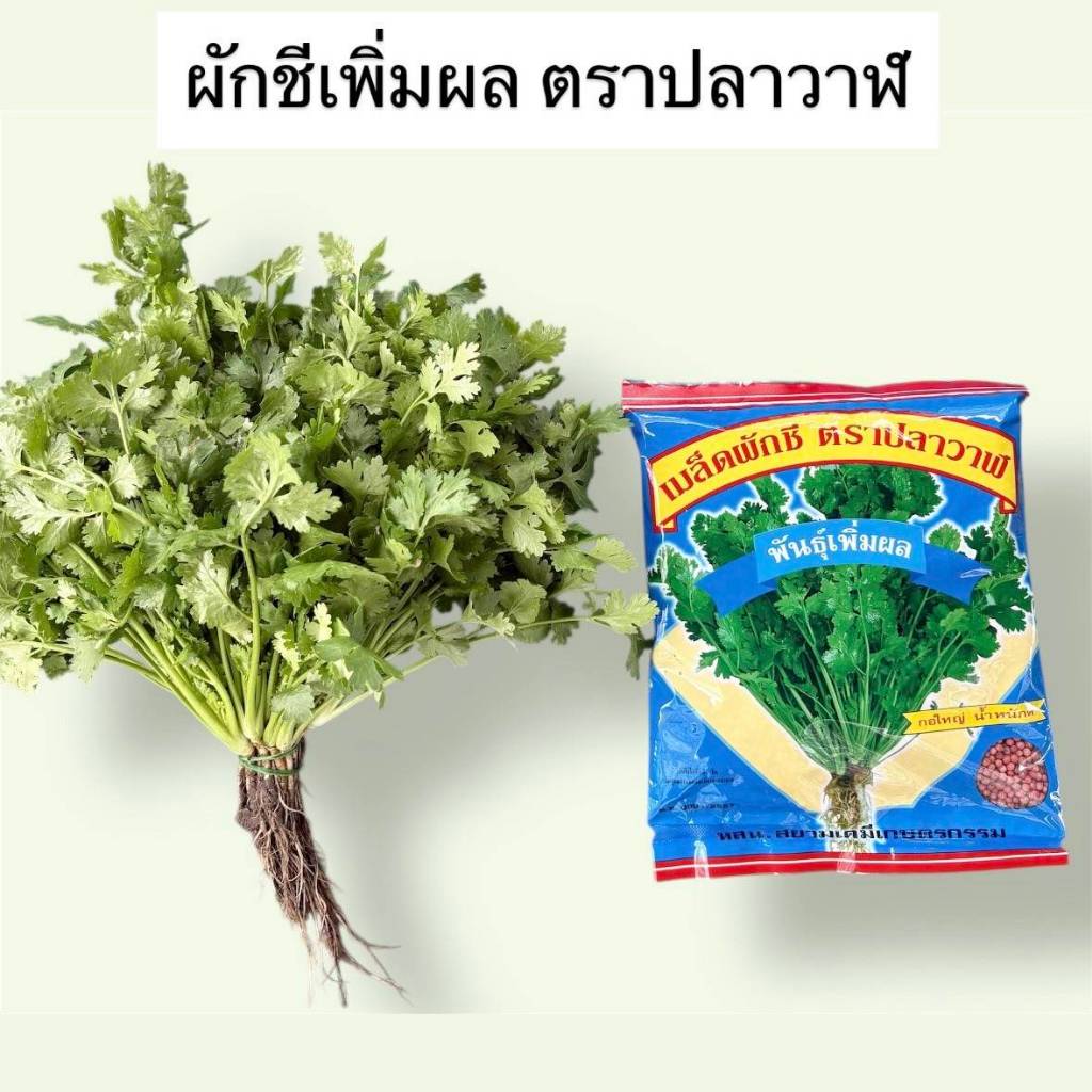 เมล็ดผักชีปลาวาฬ ผักชีเพิ่มผล กอใหญ่ ขนาด 300 กรัม หมดอายุ 03/69 แตกพุ่ม ตราปลาวาฬ