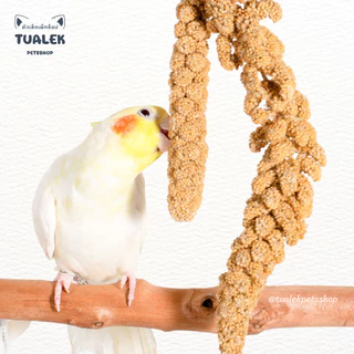 [เกรดA พวงใหญ่สวย] Yellow Millet, Millet Spray พวงมิลเล็ตสเปรย์ มิลเล็ตสเปรย์ สำหรับนก สัตว์ฟันแทะ แฮมสเตอร์