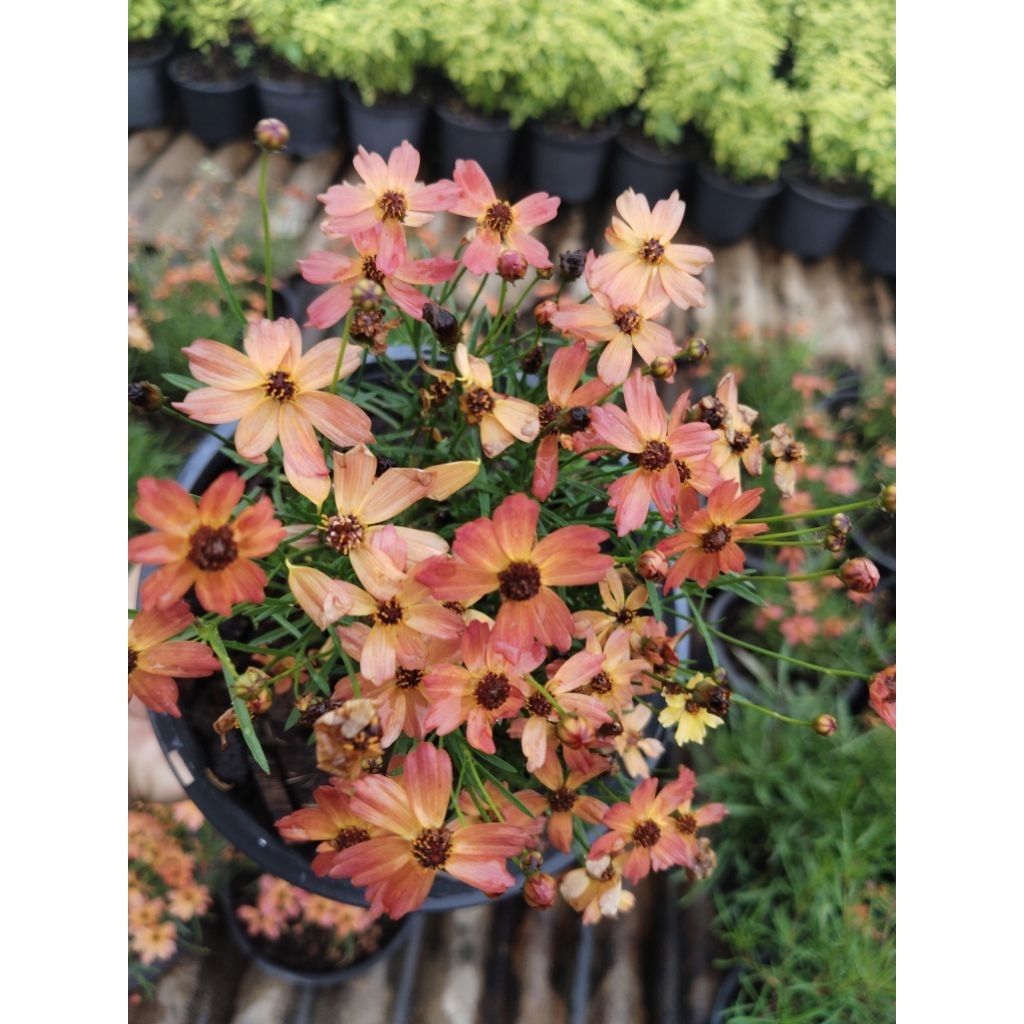 ดอกคอรีออปซิส (Coreopsis) 'Mango Punch