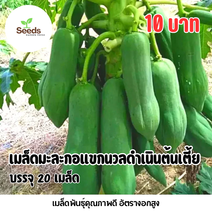เมล็ดมะละกอแขกนวลดำเนิน(ต้นเตี้ย) บรรจุ 20 เมล็ด