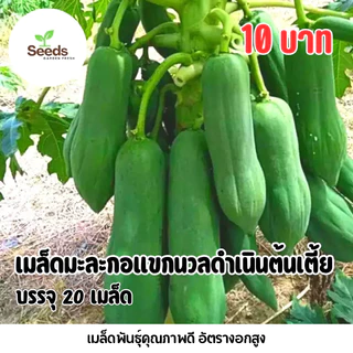 เมล็ดมะละกอแขกนวลดำเนิน(ต้นเตี้ย) บรรจุ 20 เมล็ด