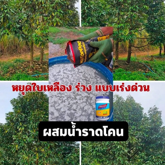 หยุดใบเหลืองร่วง แบบเร่งด่วน ผสมน้ำราดโคน