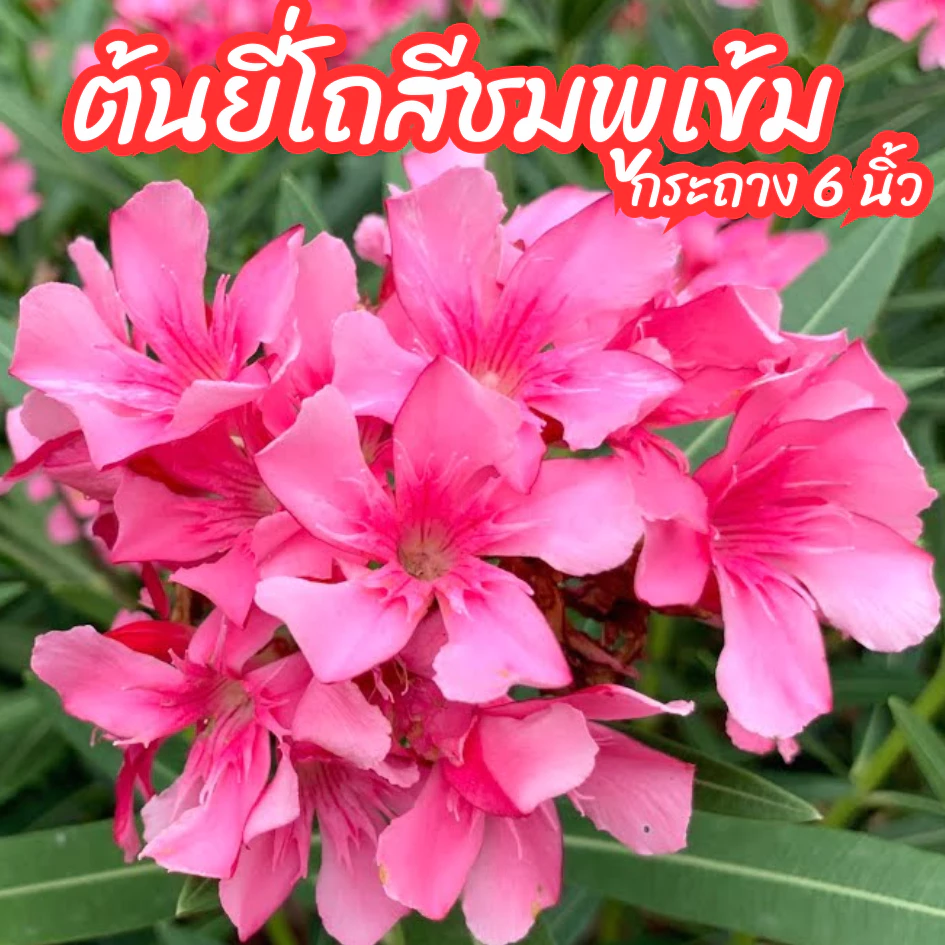 ต้นยี่โถสีชมพู ชมพูเข้ม ไม้ดอกทนแดด ออกดอกทั้งปี ขนาดกระถาง 6 นิ้ว