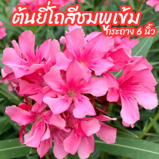 ต้นยี่โถสีชมพู ชมพูเข้ม ไม้ดอกทนแดด ออกดอกทั้งปี ขนาดกระถาง 6 นิ้ว