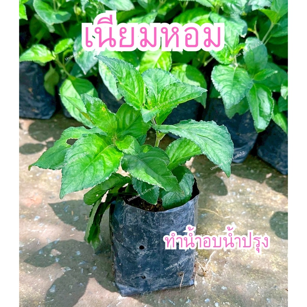 ต้นเนียมหอม  เนียมใส่เหล้า เนียมอ้ม เนียมดองเหล้า ขั้นต่ำ 2 ต้น เนียมทำน้ำอบน้ำปรุง ใบไม้โบราณ