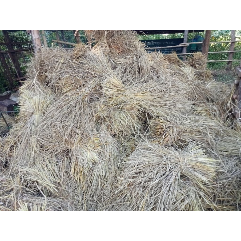 5กิโลฟางข้าวใหม่พ.ย-ธ.ค.68อาหารสัตว์ ปลูกเห็ดฟาง สานไพฟางข้าว