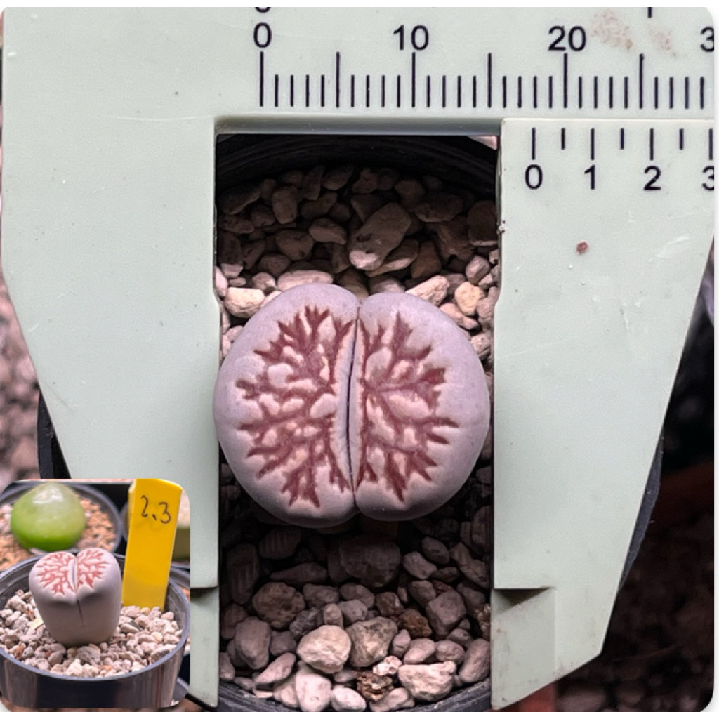 ไลทอป Lithops เดี่ยว 1.5-1.9 ซ.ม. (ส่งแบบเปลือยราก)