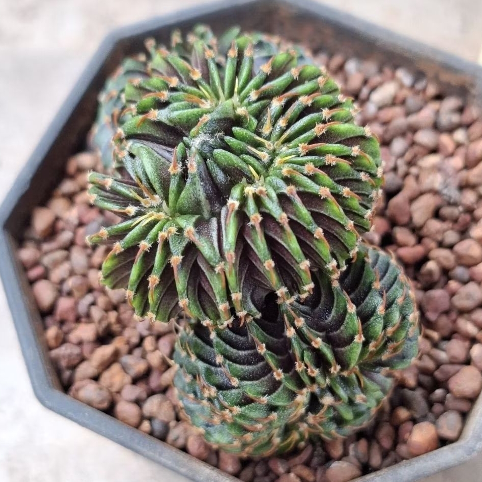 LB2178คริสตาต้า ตัวแท้ อนาคตดี เกรดประกวด