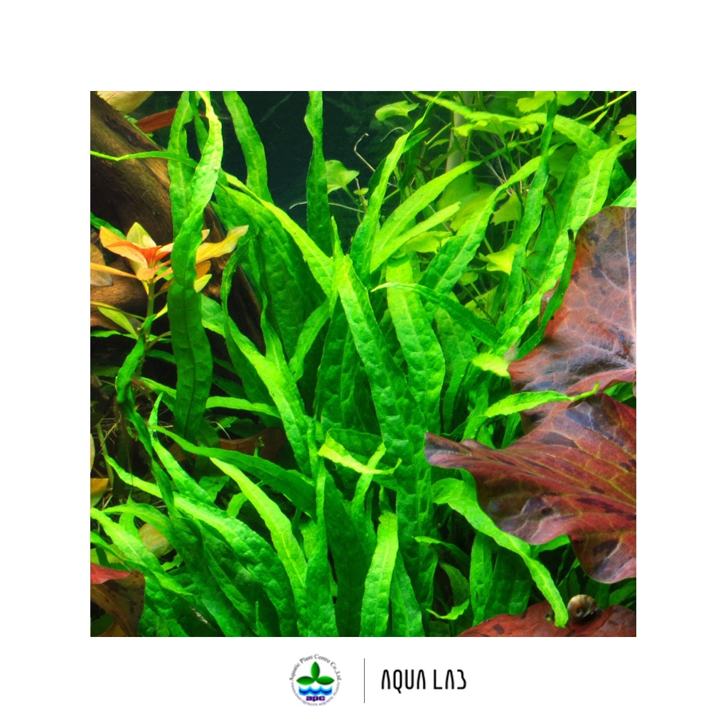 [APC] Microsorum pteropus sp narrow (เฟิร์นรากดำใบแคบ) [ไม้น้ำ - Aquatic Plants] L223/P272 - รูปที่ 2