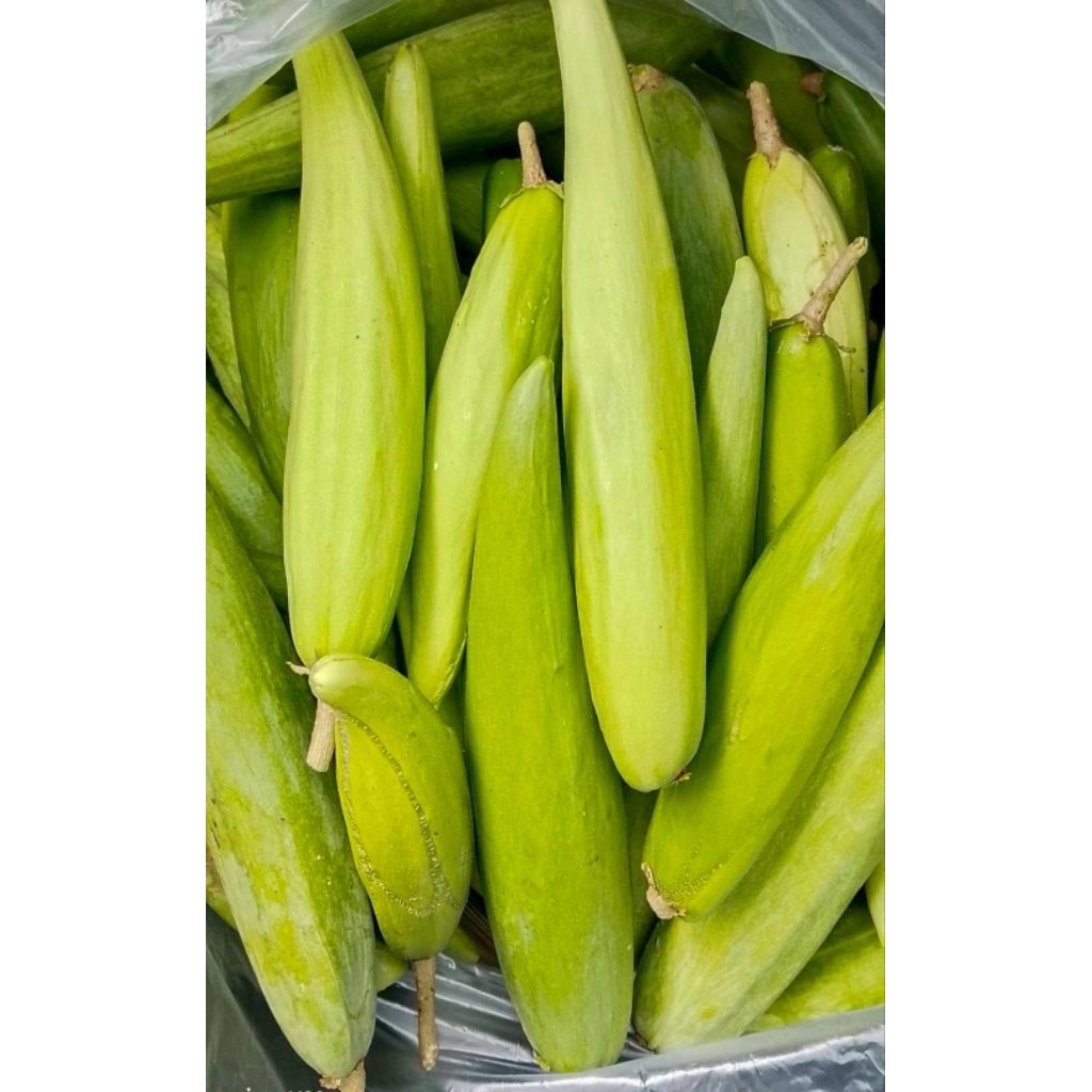 เมล็ดพันธุ์ลูกสลิดหรือขจรสำหรับปลูก ชุด70 เมล็ดราคา100บาท
