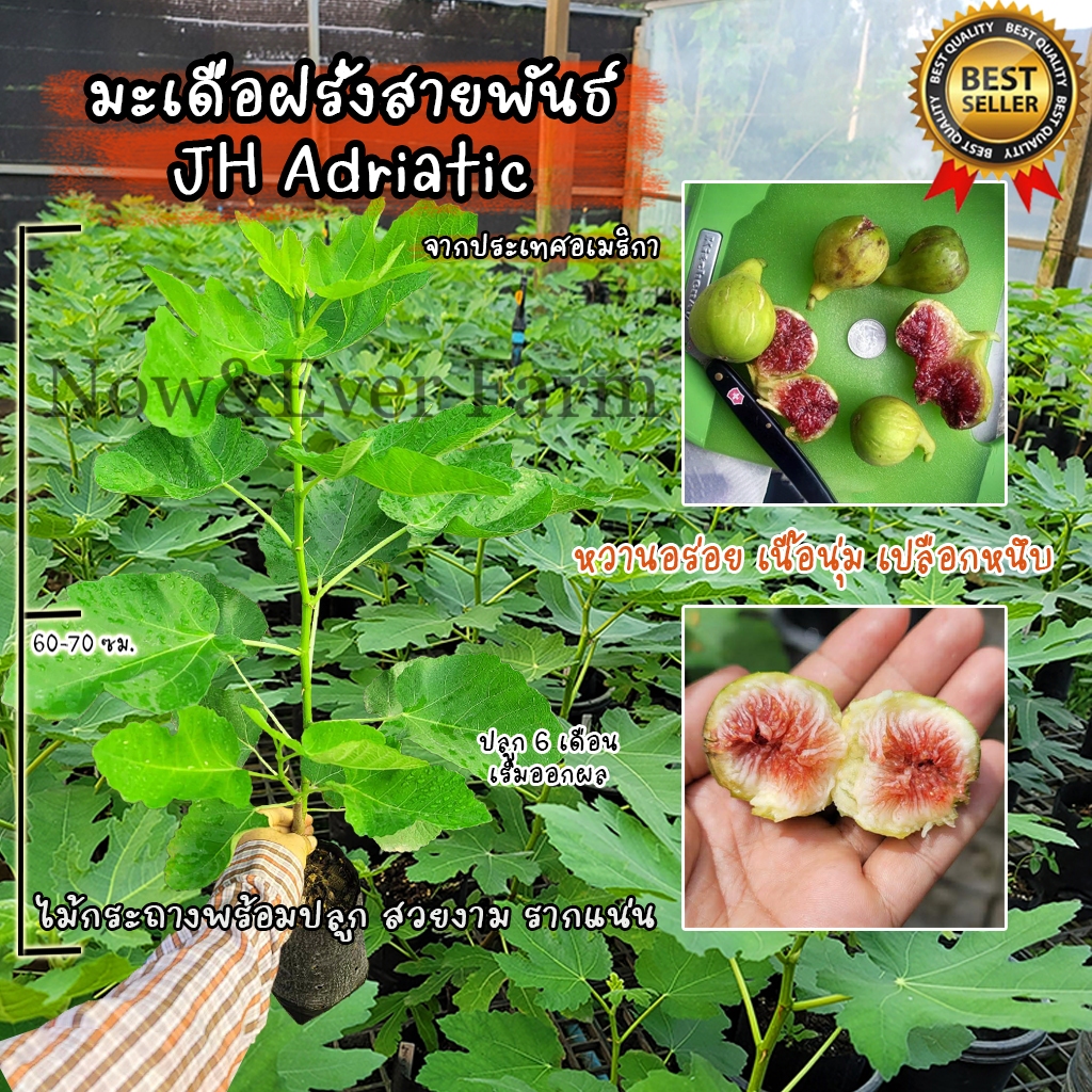 มะเดื่อฝรั่ง สายพันธ์ JH Adriatic จากประเทศอเมริกา ต้นสวยงาม แข็งแรง รากแน่น พร้อมปลูก ไม่ต้องเสี่ยง