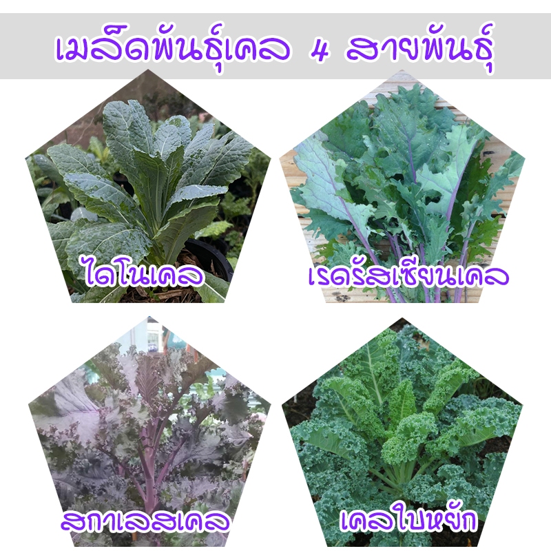 เคล 4 สายพันธุ์ เมล็ดพันธุ์อินทรีย์ Kale สกาเลส เรดรัสเซียน ทนร้อนดี (ซื้อ 10 แถม 1 คละได้)