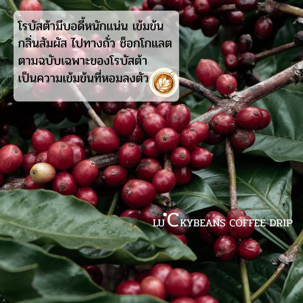 กาเเฟคั่ว โรบัสต้า 5กิโลกรัม รับประกันน้ำหนักทุกถุง คั่วใหม่ทุกวัน - รูปที่ 5