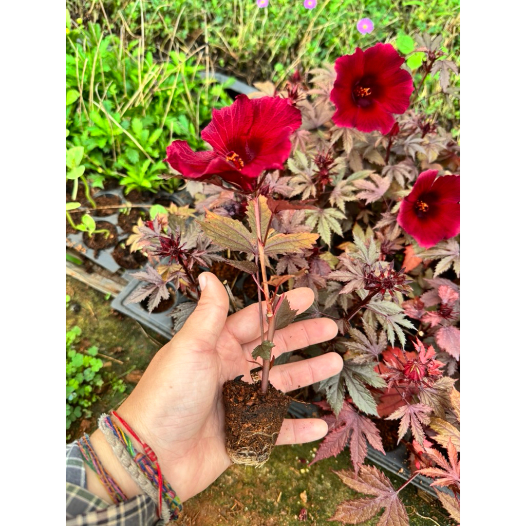 ต้นกล้าชบาเมเปิ้ล พร้อมส่ง🌿