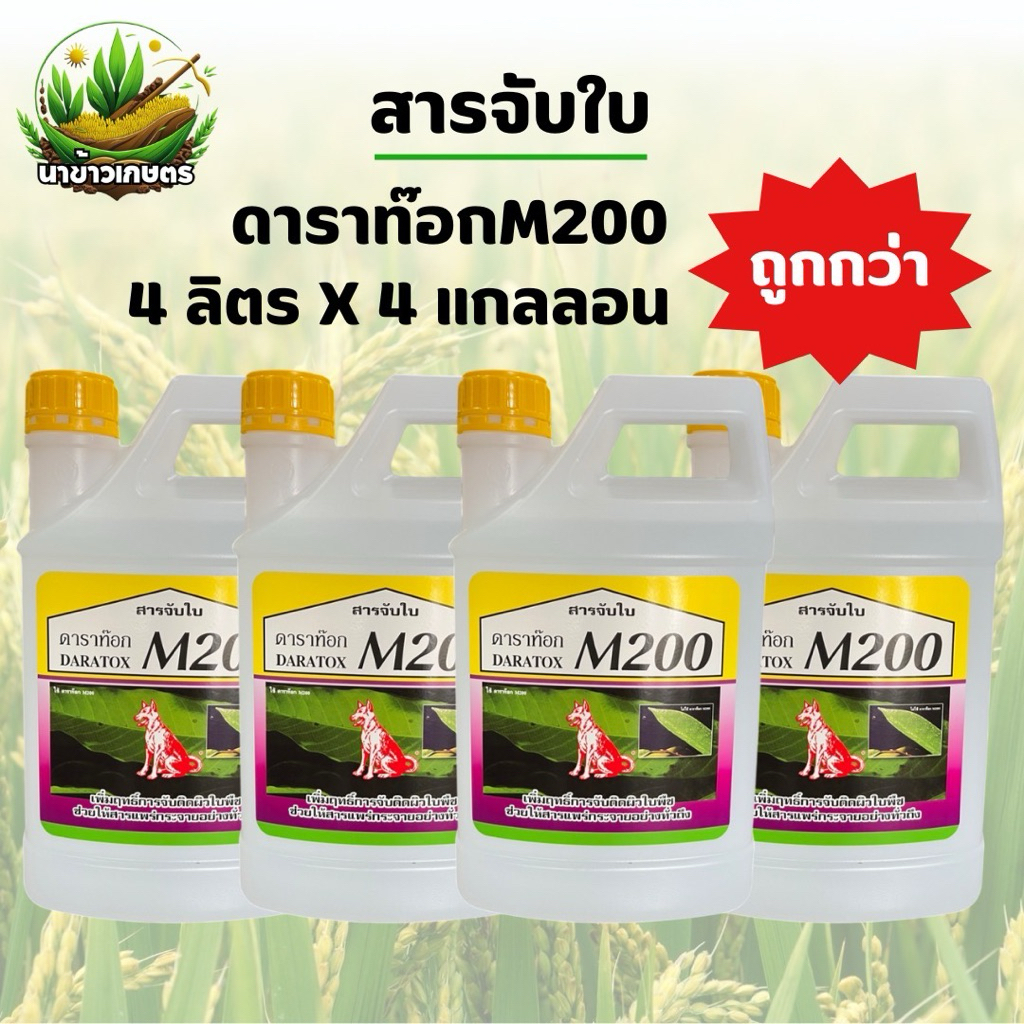 ดาราท๊อก M200 หมาแดง 4ลิตร x 4แกลลอน (สารจับใบ) ช่วยเพิ่มประสิทธิภาพการจับติดผิวใบ ทนฝน