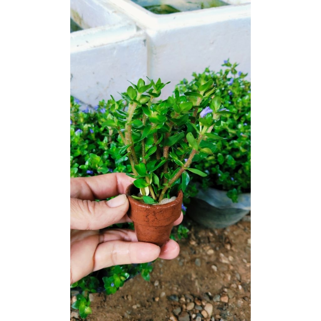 🌿 ต้นลานไพลินพร้อมกระถางดินเผา🪻ดอกสีม่วงน่ารัก🪻 กะทัดรัด วางตกแต่งตู้ปลา อ่างปลา