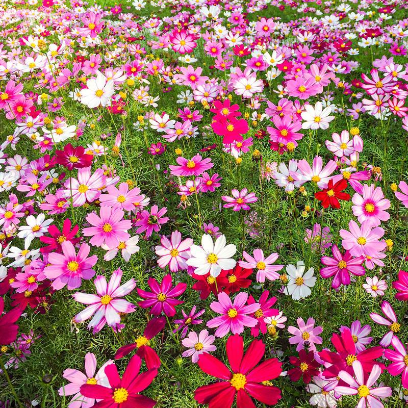เมล็ดพันธุ์ ดาวกระจายคละสี ดอกคอสมอส (Mixed Cosmos Flower Seed) 100 เมล็ด คุณภาพดี ราคาถูก