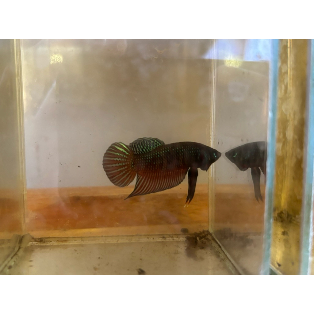 ไอเท็มตกแต่งโหล ลูกช้อนอีสานหน้างู 100% (มีจำนวนจำกัด)