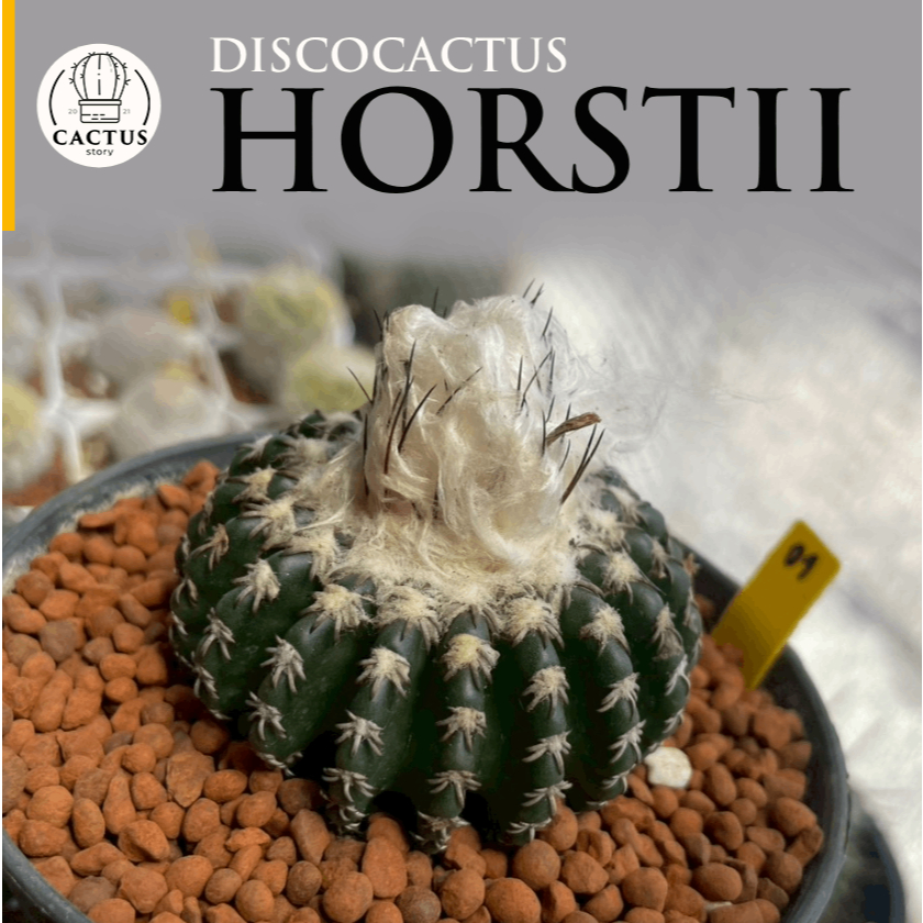 Discocactus Horstii ดิสโก้แคคตัส ฮอร์สติอายไม้เมล็ดกระถาง 4 นิ้ว ดอกหอม