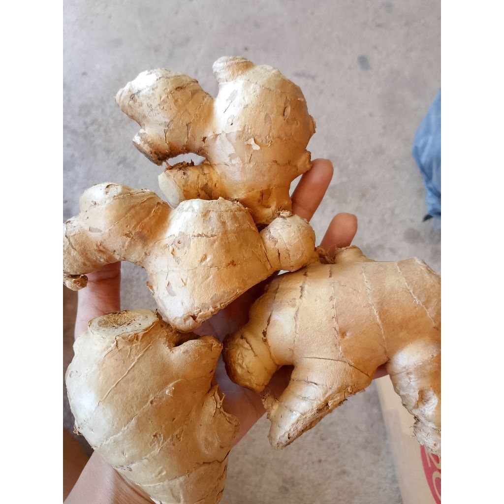 แม่ขิง แก่ ล้าง ตัดแต่ง พร้อมทาน ปริมาณ 1 กิโล สินค้าพร้อมส่ง