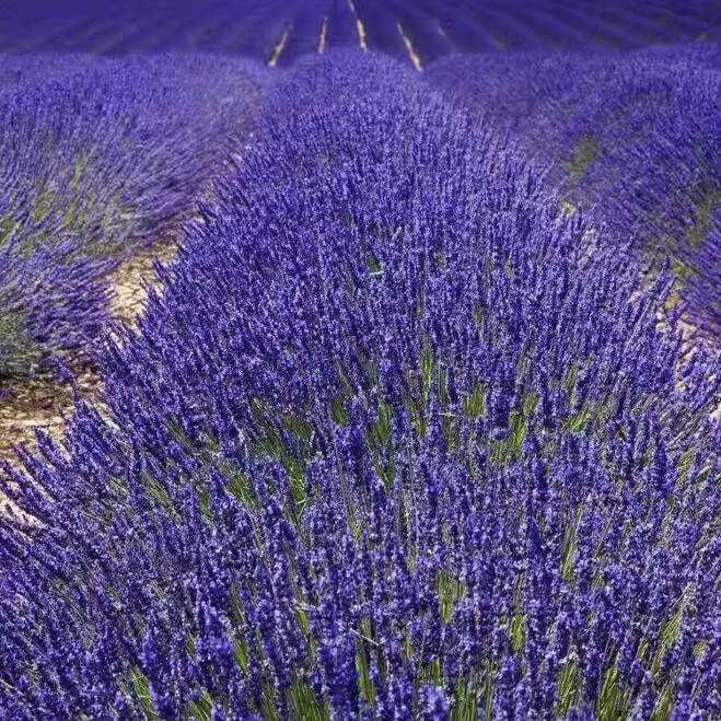 600 เมล็ด ดอกไม้ ลาเวนเดอร์ สายพันธุ์อังกฤษ ปลูกได้ทุกที่ในไทย ทั้งสวยทั้งหอม Lavandula Lavender Seeds สายพันธุ์ Lavende