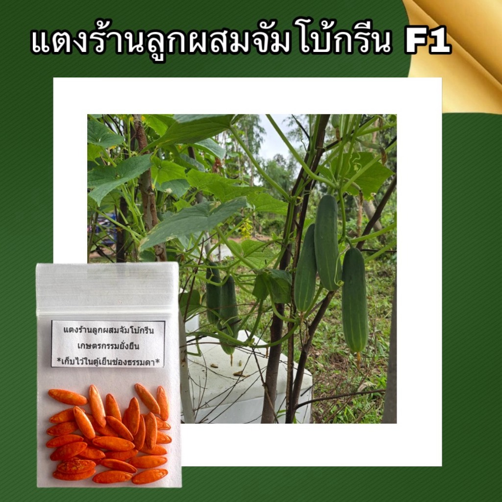 เมล็ดพันธุ์แตงร้านลูกผสม จัมโบ้กรีน  F1  ( 1 ซอง 30 เมล็ด ) ติดผลดก ติดผลดี -เกษตรกรรมยั่งยืน