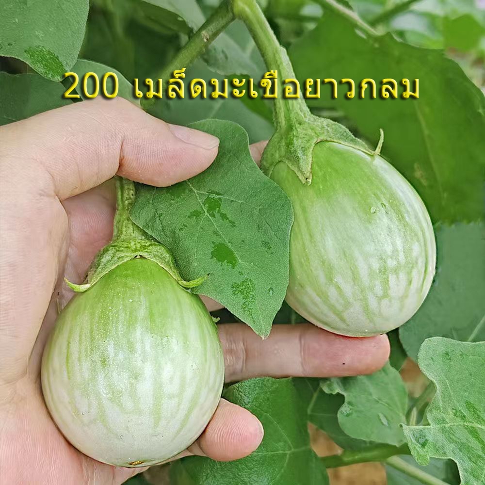 200 เมล็ด มะเขือ เมล็ดผัก ผักปลอดสารพิษ ผักออแกนิค ผักสวนครัว Eggplant Seeds สายพันธุ์ มะเขือเปราะ