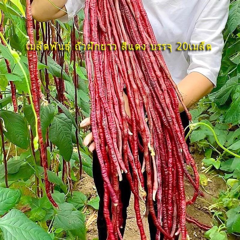 เมล็ดพันธุ์ ถั่วฝักยาว สีแดง บรรจุ 20เมล็ด Red Long Beans Seed Organic Vegetable Seeds for Planting